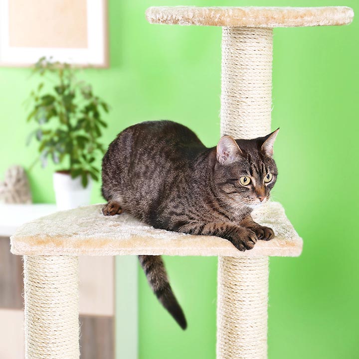 Cat Hotel 2