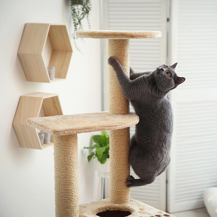 Cat Hotel 3